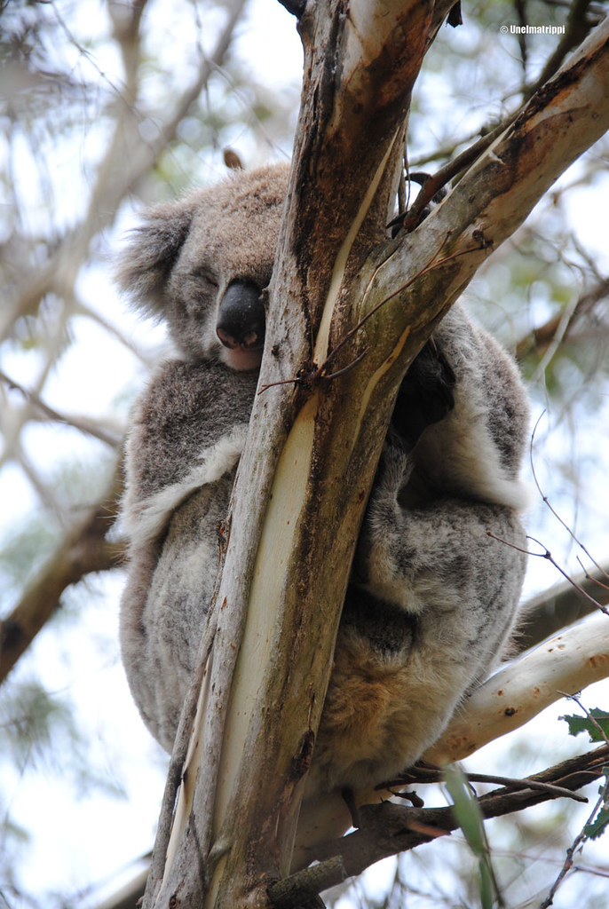 Koala Phillip Islandin Koala Conservation Centressä Australiassa