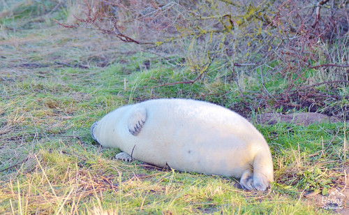 Grey seal at Donna Nook Nature Reserve - Donna Nook Seal Colony