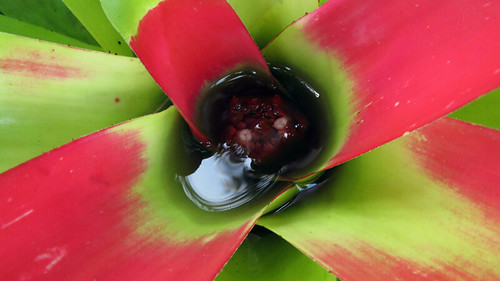 Centre pool of water of a Bromeliad in the Puerto Vallarta Botanical Garden, Mexico