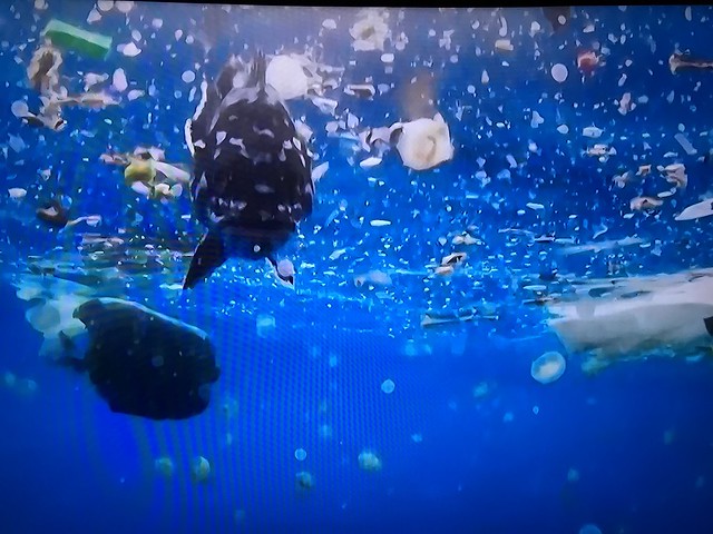 into the blue 004 plastics kill marine life