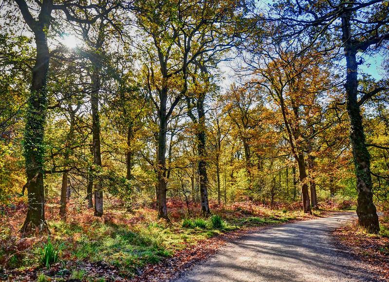 Forest of Dean, Gloucestershire. Credit Baz Richardson, flickr