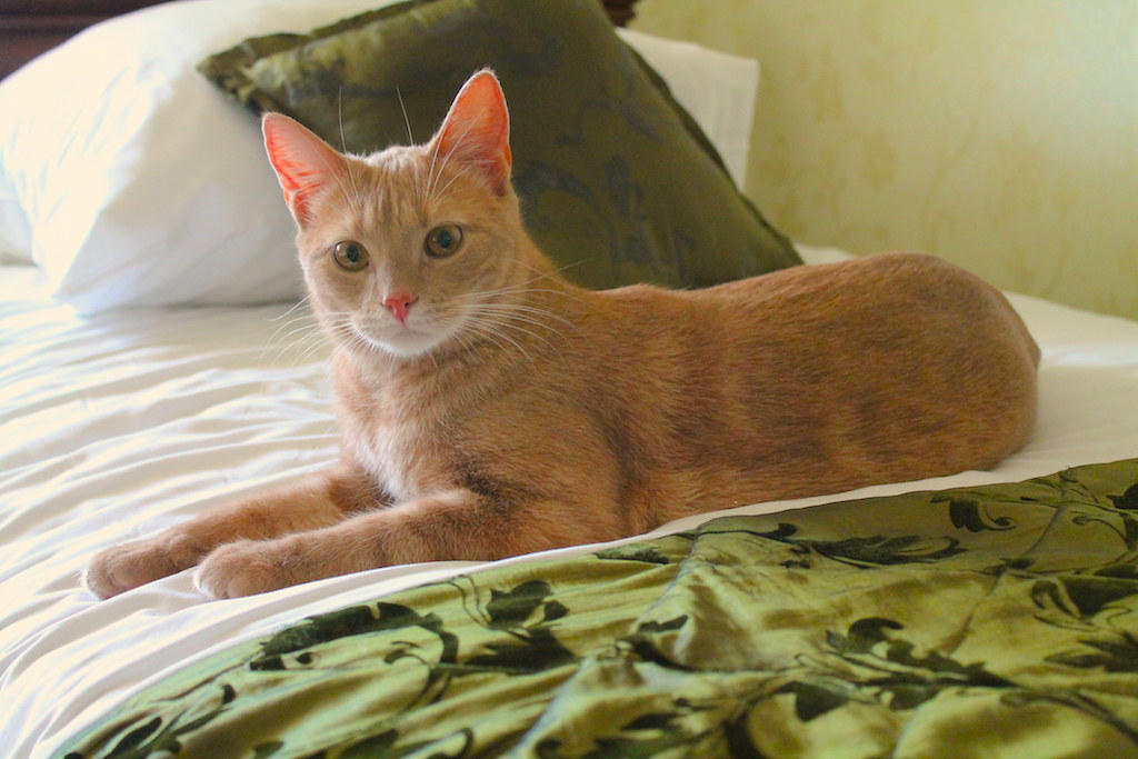 Kissan kanssa matkustaminen | Kissa hotellin sängyllä.