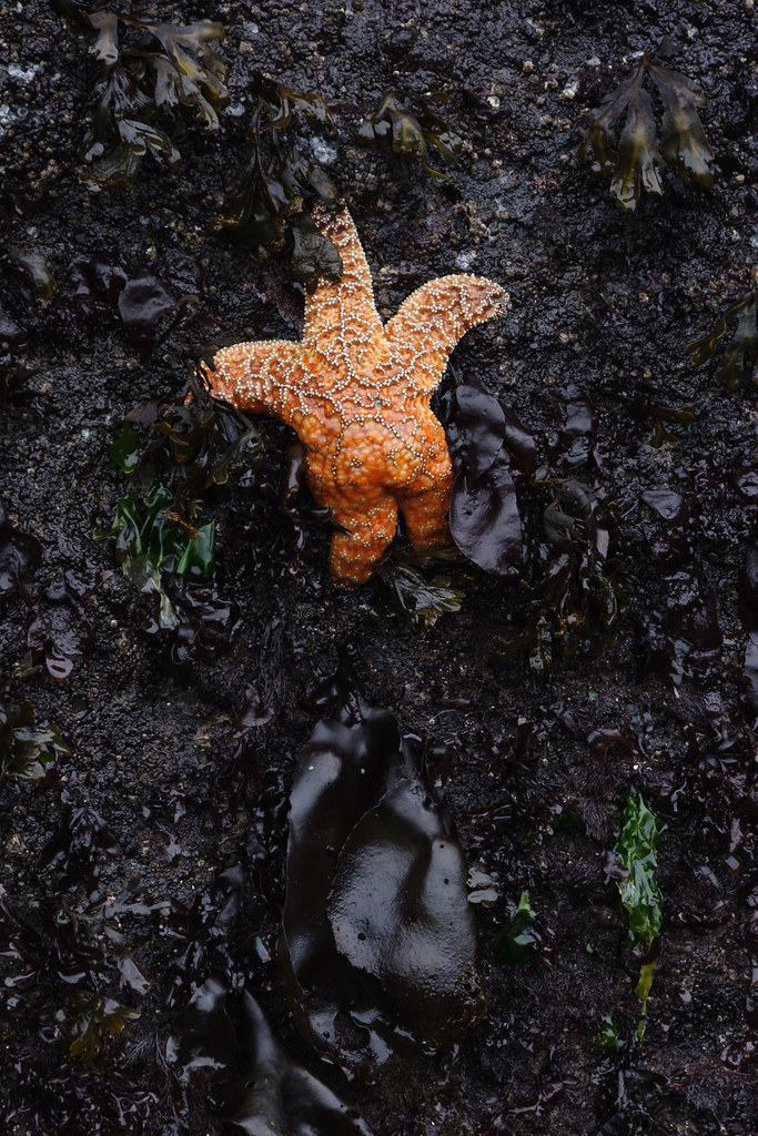 An ochre sea star clings to the vertical face of a rock in a tide pool, waiting for the tide to return