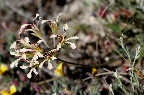 Pelargonium trifoliolatum with creamy flowers