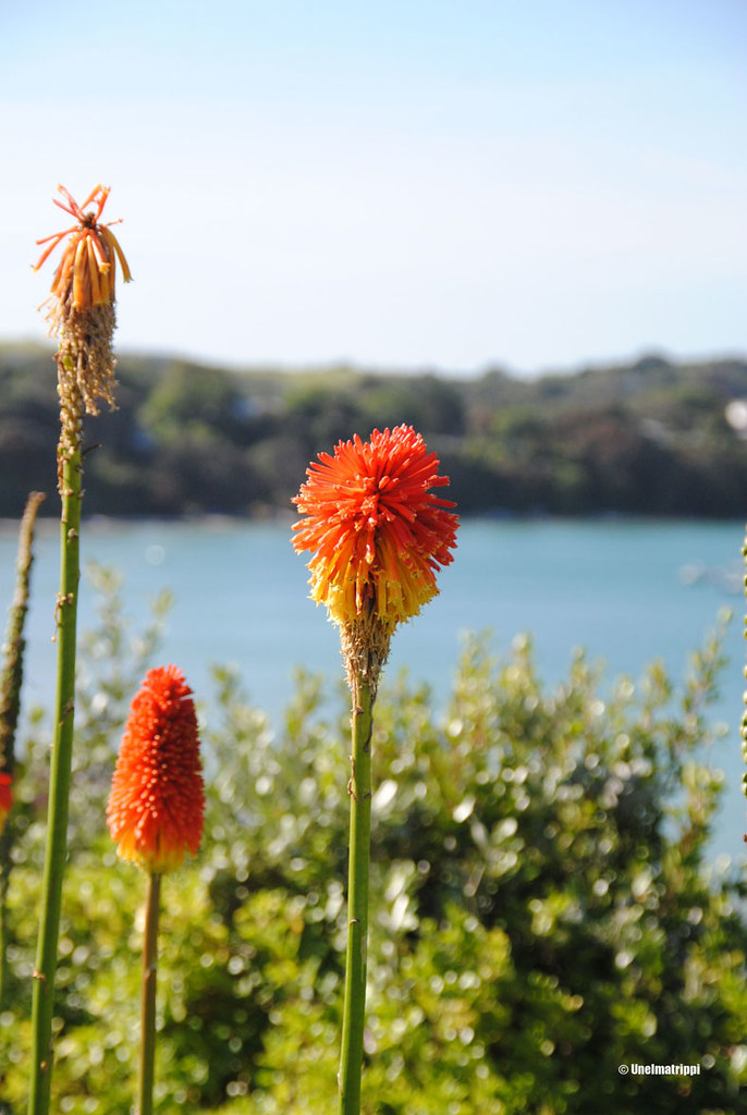 Kaunis kukka, Waiheke, Uusi-Seelanti