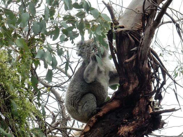 Kangaroo Island, fauna australiana en estado puro - AUSTRALIA POR LIBRE: EL PAÍS DEL FIN DEL MUNDO (60)