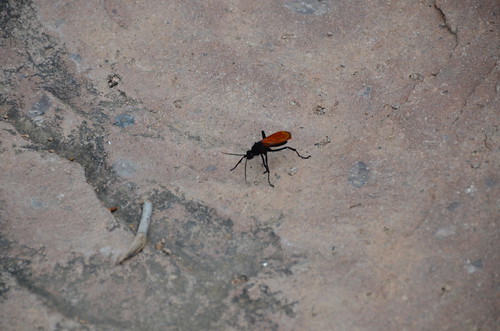 Lost Dutchman at the Basin a strange beetle
