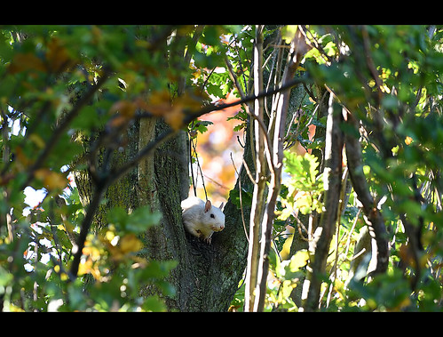 animals rareanimals raremammals squirrel whitesquirrel blackeyes notalbino oaktree hiding cautious leery checkingforsafety park exeter ontario canada