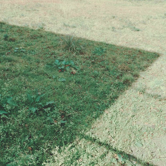 Shadow on grass