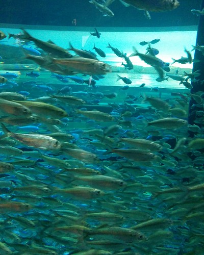 Swarm #toronto #ripleysaquarium #aquarium #fish #schooloffish #latergram
