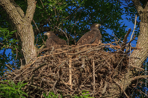baldeagle haliaeetusleucocephalus minnesota rockvillecountyparknaturepreserve aerie bird birdofprey nest raptor seasons spring