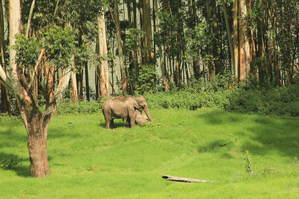 Elephant Crossing, Kerala