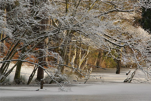 borderfx trees delamere forest cheshire uk dead lake winter snow frost sunrise