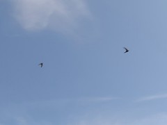 Twee Gierzwaluwen scheren langs, 30 april 2017.