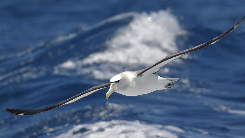  photo of albatross 