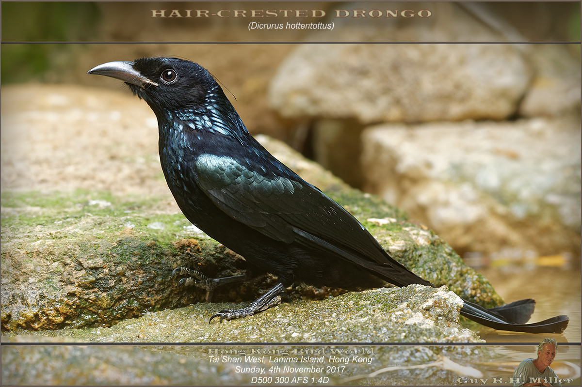 Hair-crested Drongo - Lamma - Crows 鴉- Landbirds 陸鳥- HKBWS Forum 香港觀鳥會討論區-  Powered by Discuz!