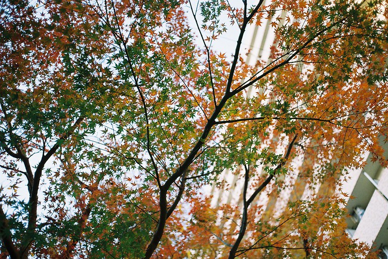 Leica M4+Voigtlander COLOR SKOPAR 35mm f2.5東池袋日出町公園の紅葉