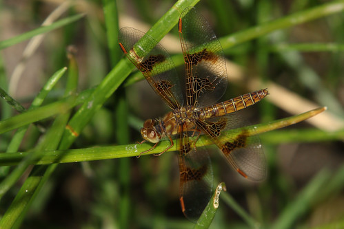 dragonfly female