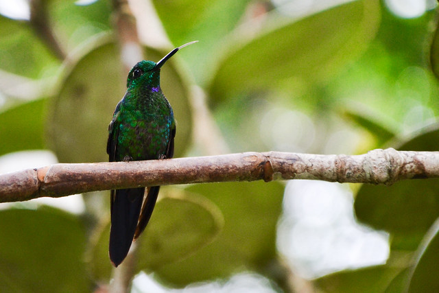 Etapa 7. Monteverde (Selvatura, canopy+ colibrís) - Ruta de 17 días por Costa Rica con niña de 7 años (8)