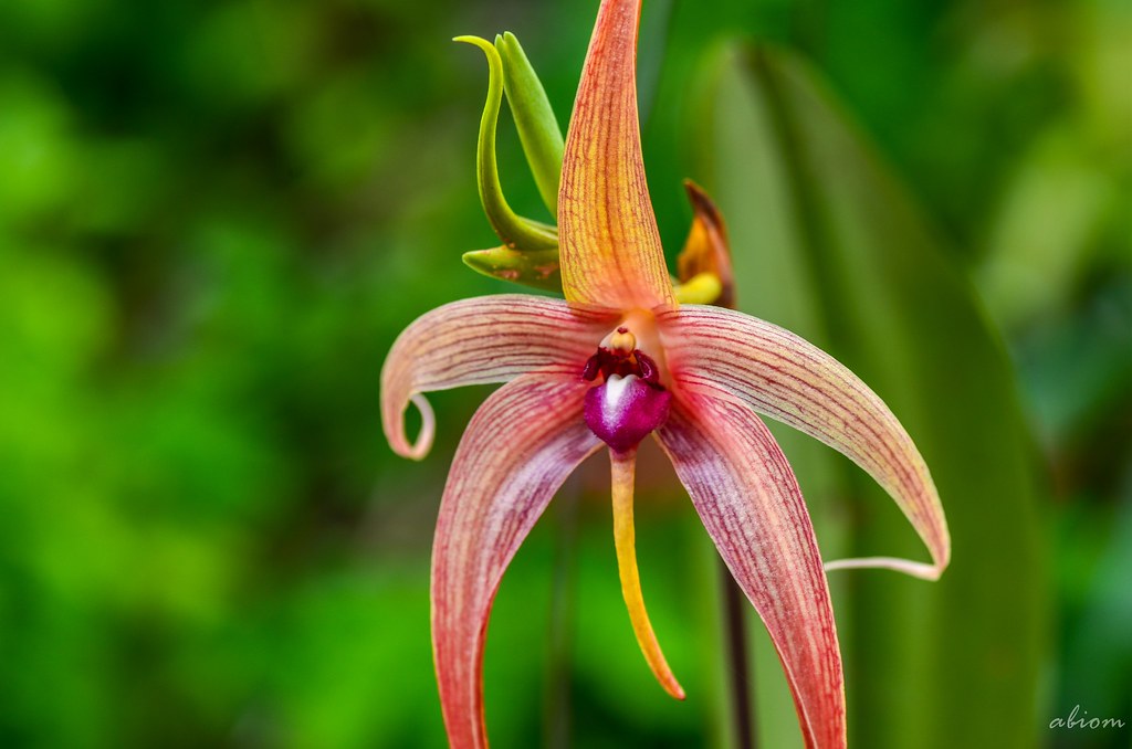 Bulbophyllum enchinolabium