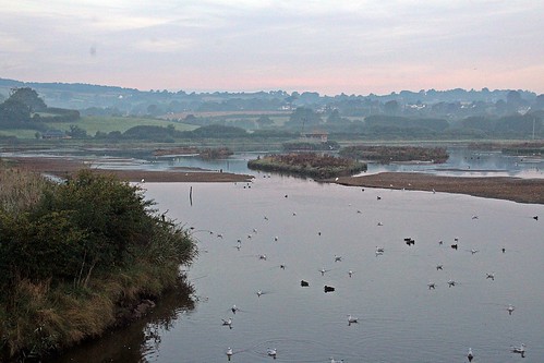 seaton wetlands devon common early morning