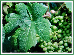 Green, petiolate leaves and edible fruits of Vitis vinifera (Common Grape Vine, Wine Grape, Purpleleaf Grape, Anggur in Malay), 6 Dec 2017