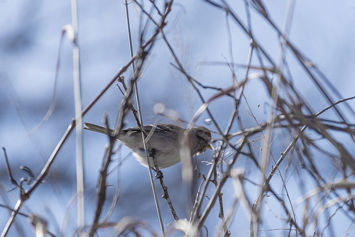 Hiding Sparrow