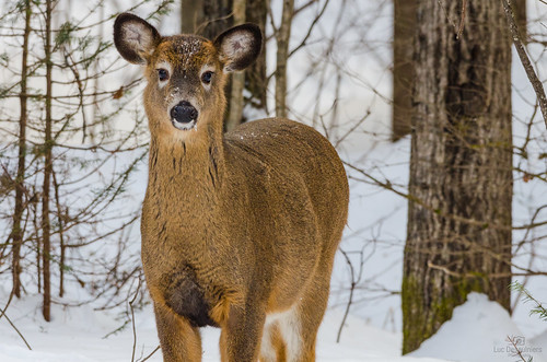 mammal winter outdoors deer brown snow tree