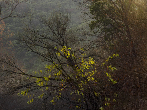 yellow leaves mist misty mistymorning bullcreek austin texas texashillcountry yellowgreen green trees hillside
