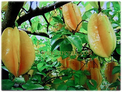 Beautiful golden fruits of Averrhoa carambola (Star Fruit, Starfruit Carambola, Caramba, Country Gooseberry, Belimbing Manis in Malay), 29 Dec 2017