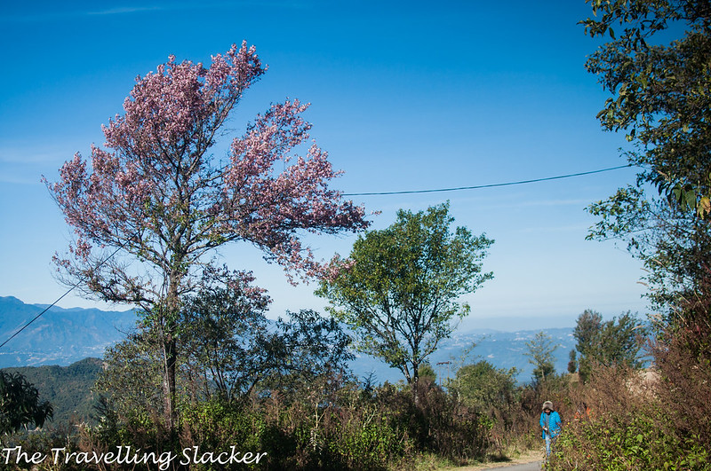 Pfutsero Phek Nagaland (7)