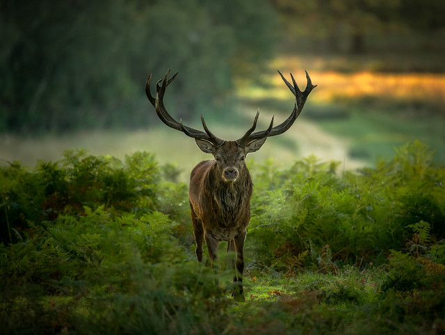 Magnificent red stag close up