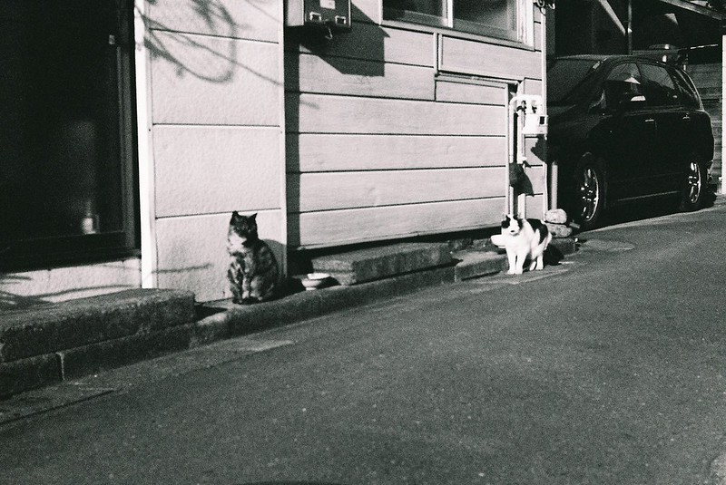 KONICA HEXAR RF+Leica Elmar 50mm f2.8上池袋の猫。餌を待つ猫。