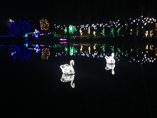 Cool Swan Lights at Lafarge Lake