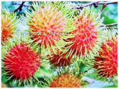 Edible fruits of Nephelium lappaceum (Rambutan, Hairy Lychee) with leathery skin and pliable hairy spines, 11 Dec 2017