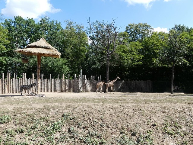 Afrikasavanne, Zoo Brno