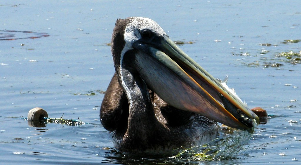 Pelicano en El Callao