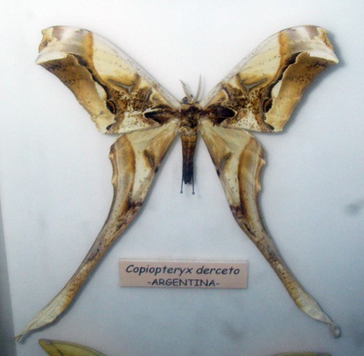 Copiopteryx derceto 25554207588_6014200e6e_o