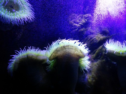 Green surf anemone #toronto #torontozoo #anemone #greensurfanemone #latergram