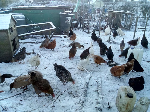 chickens in snow Dec 17