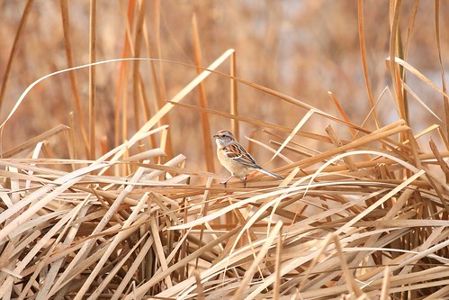 american tree sparrow cardinal marsh winneshiek county iowa larry reis