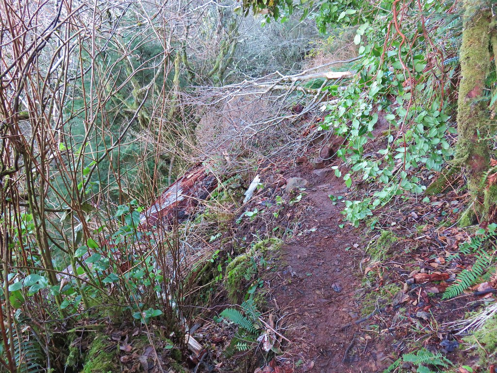 Washed out trail at Cape Meares