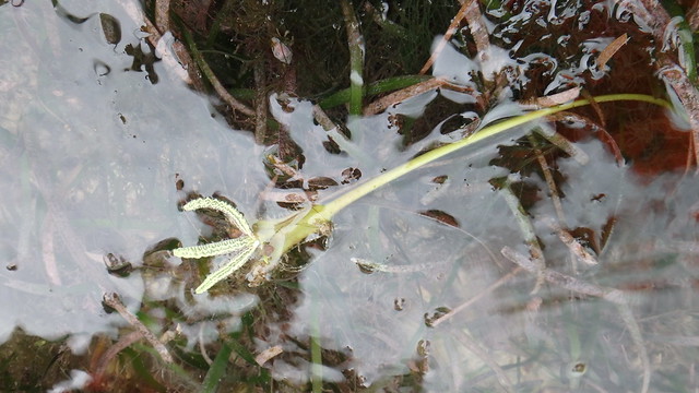 Tape seagrass (Enhalus acoroides) with female and male flowers