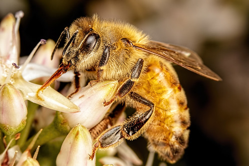 Feeding Honeybee