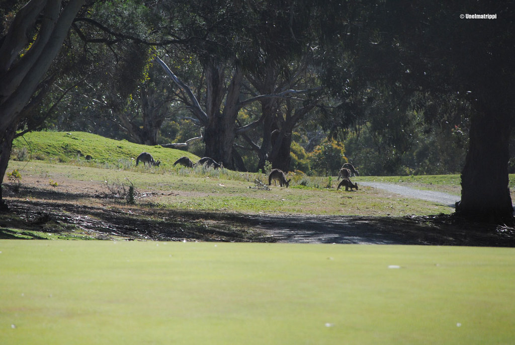 Kenguruja Anglesean golfkentällä, Great Ocean Road, Australia