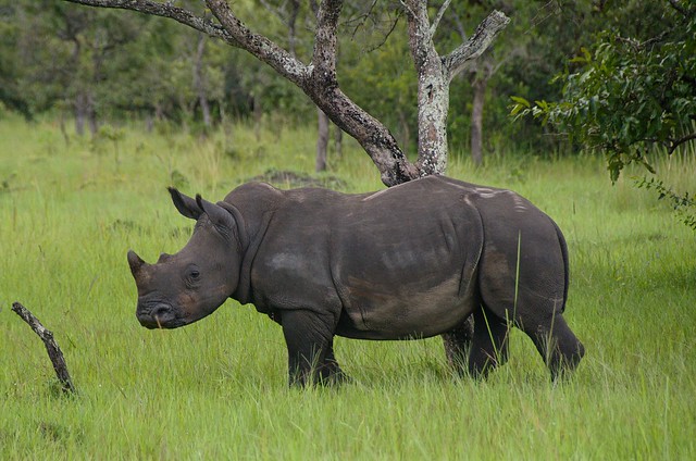 Ziwa Rhino Sanctuary - Uganda