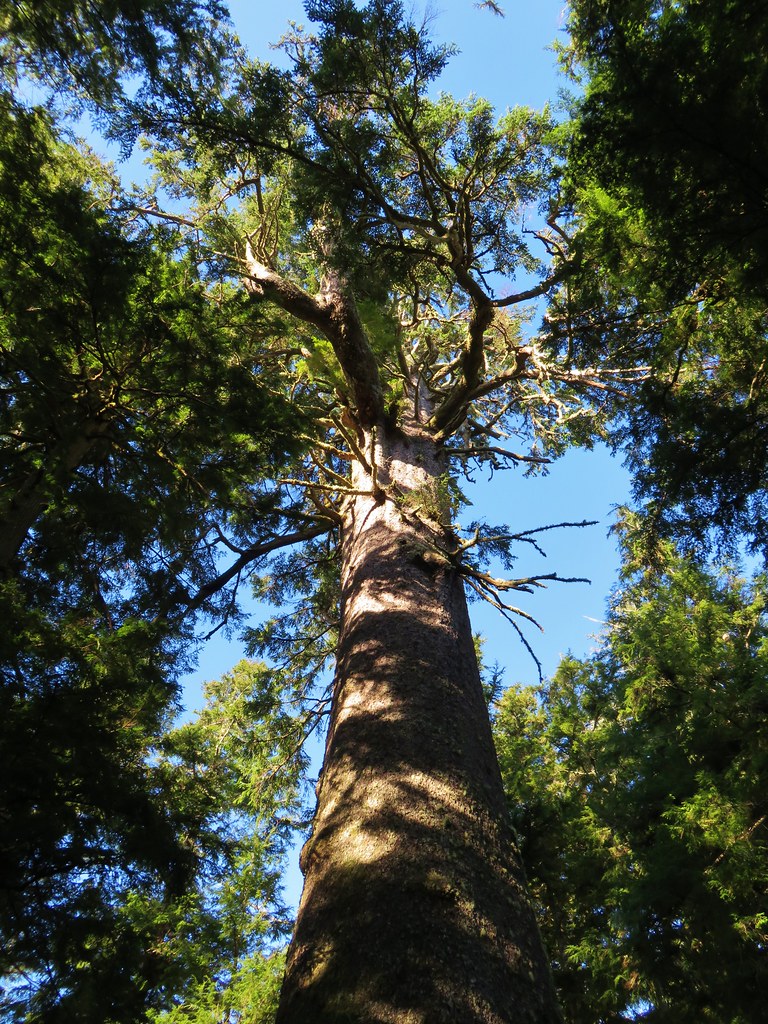 Big Spruce