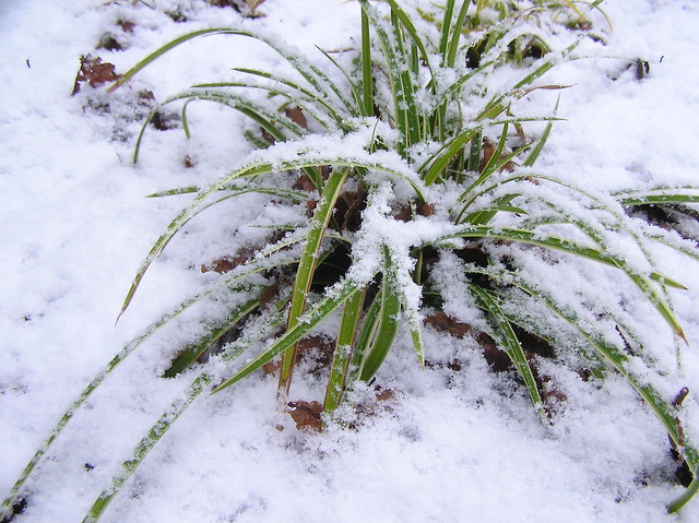 Carex morrowii 'Ice Dance'