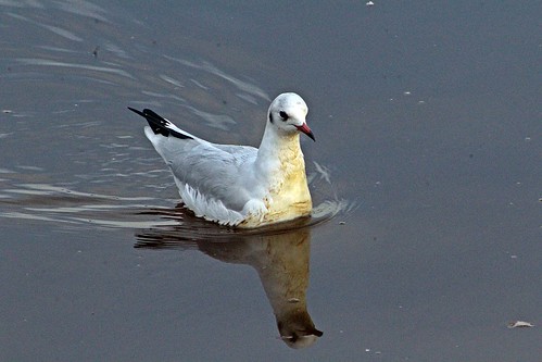 seaton wetlands devon common bird
