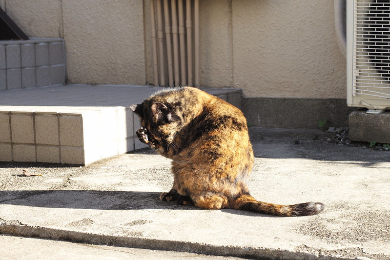 Leica M TYP240+Leica Elmarit 90mm f2.8上池袋線路沿いの路地の猫。食事終わりで毛繕い中の錆虎
